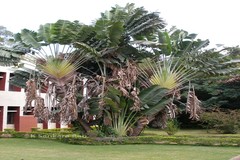 Ravenala madagascariensis
